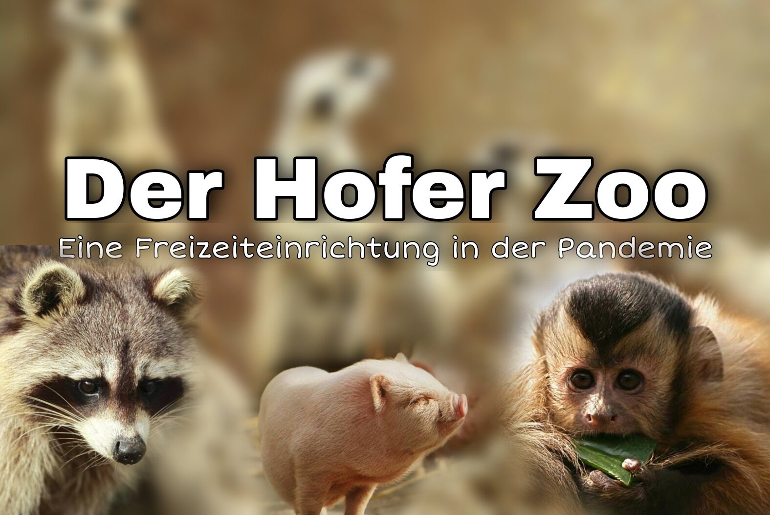 Read more about the article „Wir waren schon wahnsinnig enttäuscht, als wir den Zoo wieder schließen mussten“- das Interview mit der Hofer Zooleiterin Sandra Dollhäupl