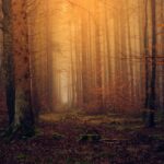 Ein schöner Waldtag oder auch nicht – eine kurze Erzählung